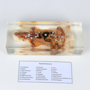 Thỏ giải phẫu rõ ràng nhựa mẫu sinh học giảng dạy động vật nhúng mẫu - Product Image 5