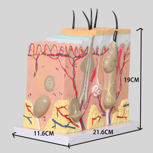 Modèle de <span class=keywords><strong>squelette</strong></span> humain agrandi 50 fois avec cheveux pour l'enseignement de la médecine et de l'anatomie - Product Image 2