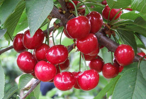 ขายตรงจากโรงงาน ปุ๋ยอินทรีย์เม็ด NPK เป็นมิตรต่อสิ่งแวดล้อม ช่วยรักษาดอกและผลไม้ - Product Image 6