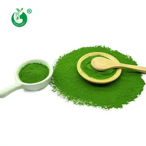 China Top Supplier Competitive Price Organic Kosher Halal Certificate Matcha Green Tea Powder