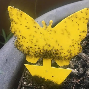 Trampas Adhesivas para Mosquitos de Plantas, Trampas Adhesivas Amarillas de Doble Cara para Moscas de la Fruta, Atrapa <span class=keywords><strong>Insectos</strong></span> para Exteriores, para Mosquitos e <span class=keywords><strong>Insectos</strong></span> Voladores - Product Image 5