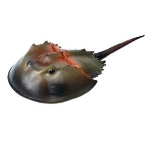 Yxs niños simulación océano modelo Sea Life juguete chino americano <span class=keywords><strong>herradura</strong></span> cangrejo animal - Product Image 1