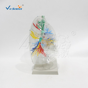 Modèle transparent de segment pulmonaire ; outil pédagogique pour l'anatomie pulmonaire humaine ; équipement d'entraînement respiratoire ; pour les écoles de médecine. - Product Image 2