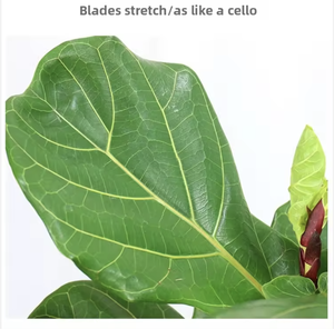 Grandi Alberi Bonsai di Ficus Lyrata in Plastica per Interni, Fioritura Perenne, Purificazione dell'Aria, Decorazione Natalizia e del Ringraziamento - Product Image 4