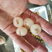 Commerciële professionele elektrische fruitontpitter voor lychee, longan, pruim, olijf, kers en mandarijn.