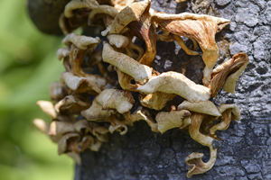 화이에르 버섯 분말 30% 트라메테 로비니오필라 추출물 분말 화이에르 버섯 추출물 - Product Image 5