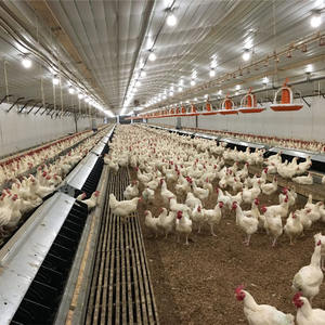 Kanatlı çiftlik iç<span class=keywords><strong>in</strong></span> otomatik katman tavuk kafesi ev, sıcak daldırma galvanizli, özel boyut mevcut, hızlı kargo - Product Image 4