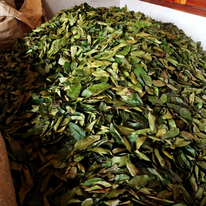 Dried Soursop Leaves Fermented Broken <b>Tea</b> Brew Hot Water Organic Health <b>Tea</b> Non Sugar 50gr <b>Box</b> Packaging EXPAD CO Grade a - Product Image 1