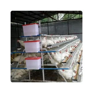 Un type de cages à poulet galvanisées pour la cage à volailles de poule pondeuse Cage à poulet utilisée dans la ferme avicole