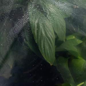 Telo Impermeabile <span class=keywords><strong>in</strong></span> Polietilene Rinforzato, Telo da Terra <span class=keywords><strong>per</strong></span> Campeggio, Copertura <span class=keywords><strong>per</strong></span> Tenda, Barca, Auto con <span class=keywords><strong>Occhielli</strong></span> - Product Image 5