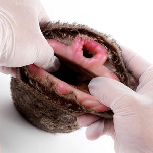 G-F6233 ファンタジーライオンタイトヴァギナフェイクファーマスタベータープラッシュモンスターソフトシリコンメンズポケットプッシーマスタベーターカップ卸売 - Product Image 5