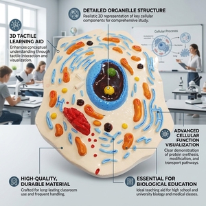 Modèle d'ultrastructure cellulaire animale grossi 20000 fois, 30x19x43cm, numéroté pour l'enseignement des sciences médicales CE ISO ROHS CNAS - Product Image 1