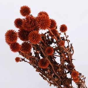 Flores y Plantas secas Eryngium de Planeta Azul preservado de <span class=keywords><strong>echinops</strong></span> coloridos más populares de INS para decoración del hogar de bodas - Product Image 4