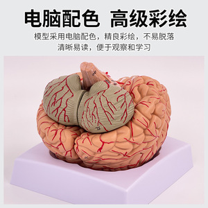 Modèle authentique d'anatomie du cerveau humain avec 9 parties détachables, y compris les ventouses et la neurologie. - Product Image 5