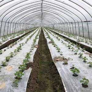 ฟิล์มคลุมด้วยหญ้าแบบมีไมค์50ไมครอนย่อยสลายได้ทางชีวภาพ<span class=keywords><strong>แตงโม</strong></span>สำหรับงานเกษตร - Product Image 4