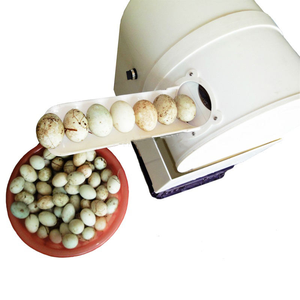 Máquina de Limpieza y Lavado de Huevos Pequeña, Motorizada, para Panadería, Molino de Harina, Bodega, con 1 Año de Garantía - Product Image 4