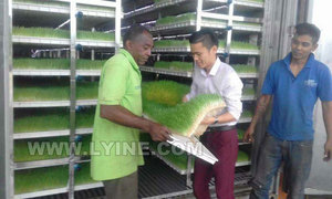 Lyine tự động màu xanh lá cây thủy canh lúa mạch thức ăn gia súc máy thủy canh bò thức ăn gia súc thiết bị - Product Image 6