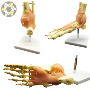 生命大小医疗人类骨架足部关节模型与韧带教学