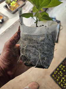 Borsa per bambini in tessuto Non tessuto per coltivare borse per <span class=keywords><strong>piante</strong></span> e <span class=keywords><strong>piante</strong></span> con alberelli <span class=keywords><strong>di</strong></span> frutta - Product Image 3