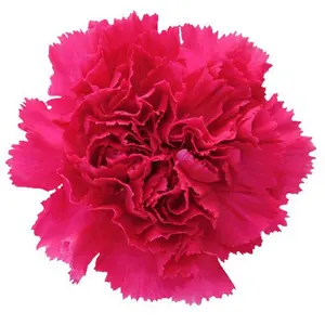 Factory Supply Mothers Day Flower A grade All Sizes Preserved Real Fresh Flowers Carnation