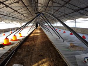 Nuevo sistema de bebederos automáticos colgantes de la marca Herdsman para pollos de engorde con copa de goteo para gallineros - Product Image 6