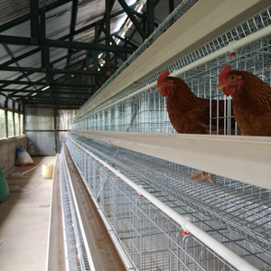 Nouvel équipement avicole à prix abordable : Cages à poules pondeuses à 3-4 niveaux <span class=keywords><strong>en</strong></span> acier galvanisé à chaud, capacité 90-160 poulets - Product Image 1
