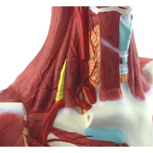 نموذج تشريحي لتشريح الوجه و الرقبة, نموذج تشريحي لتشريح الوجه و الرقبة و تحليل الشريان السباتي الخارجي من المصنع. - Product Image 5