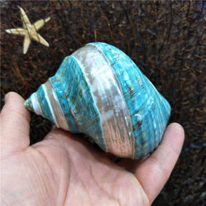 Große polierte gebänderte Jade-Turbosc halen Natürliche grüne Einsiedler-Krabben schalen Beach Crafts Nautical Decor Große Einsiedler krabben 8CM-12CM - Product Image 1