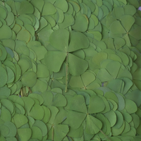 Trèfle à quatre feuilles naturel séché et pressé, véritable spécimen de feuille pour le scrapbooking, la création de cartes, la décoration et les loisirs créatifs