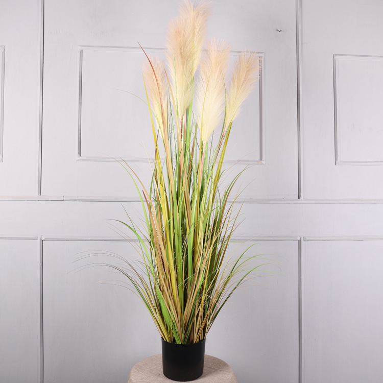 1.5-meter potted reeds, grayish-yellow