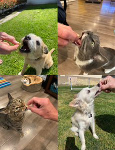 Tabletas Naturales Contra Pulgas con Sabor a Hígado para Perros Pequeños y Gatos, Masticables, con Levadura de Cerveza, Vitamina B, Libres de Toxinas, 100 Unidades, Contra Pulgas y Garrapatas - Product Image 4