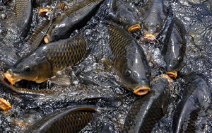 Mycoprotéine Protéine monocellulaire (SCP75-TR) Masse cellulaire Tryptophane sous-produit Riche en <span class=keywords><strong>lysine</strong></span>/méthionine Additif alimentaire - Product Image 6