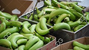 Machines de fabrication de chips de banane Offre Spéciale Gelgoog Fournisseurs de ligne de production Lignes commerciales de chips de banane/plantain - Product Image 4
