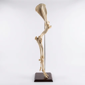 Modelo <span class=keywords><strong>de</strong></span> Hueso <span class=keywords><strong>de</strong></span> Ganado a Tamaño Real, Modelo Anatómico Veterinario para Enseñanza y Educación |   <span class=keywords><strong>Esqueleto</strong></span> <span class=keywords><strong>Bovino</strong></span> Montado y Resistente - Product Image 2