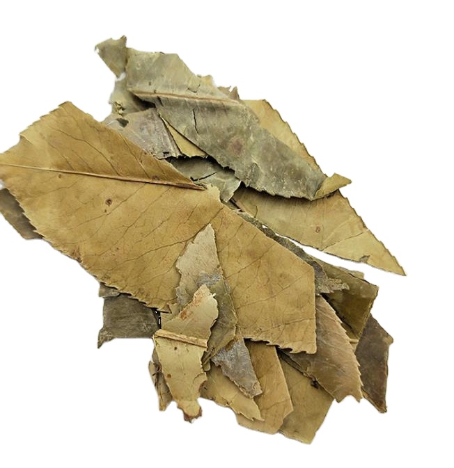 Shi Nan Ye Dried Photinia Serrulata Leaves for Herb Tea