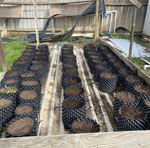 Macetas de Podación Aérea de Alta Calidad de 50 y 100 Galones para Viveros, Granjas, Plantas Grandes y Árboles de <span class=keywords><strong>Olivo</strong></span> - Product Image 6