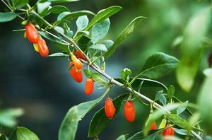 DAILY CORE GOJI BERRY PREMIUM, 30 Sobres, Extracto Herbal Coreano, Suplemento Vitamínico Antioxidante para la Salud Diaria - Product Image 2