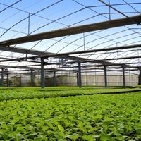Serre multi-chapelles soudée par ERW Sunshine avec isolation en couverture pour la culture de fraises, tomates et légumes