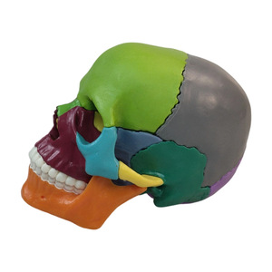 Modèle de crâne coloré avec 15 pièces détachables, outil d'enseignement médical, esthétique et dentaire du crâne, mini crâne en gros. - Product Image 3