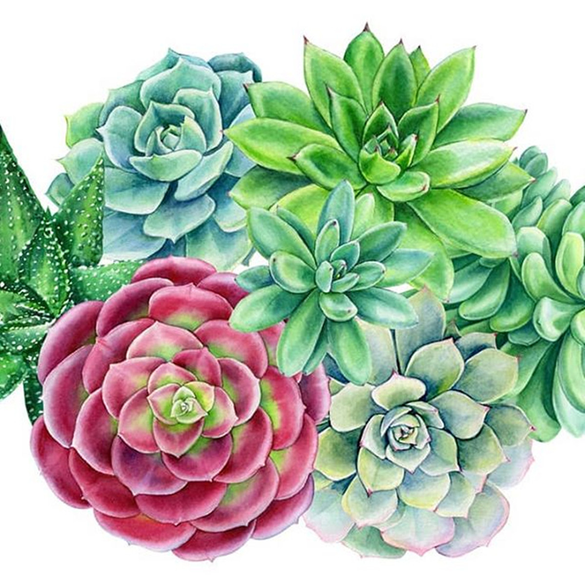 Succulentes #1