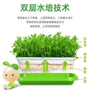 Nursery Trays With Lids Rectangle Resin Reusable For Seedling <b>Vegetables</b> Bean Sprouts Growing - Product Image 4