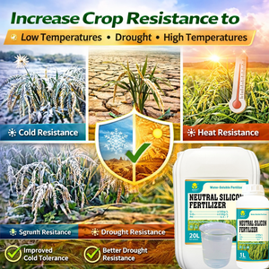 <span class=keywords><strong>ปุ๋ย</strong></span>ซิลิโคนเหลวสำหรับพืชผล ธาตุอาหารซิลิโคน ช่วยเพิ่มผลผลิต ทนทานต่อสภาพอากาศ ละลายน้ำได้ สำหรับข้าว ข้าวสาลี และผัก - Product Image 4