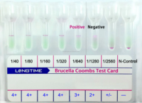 LONGTIME Rapid Bruce lla Antikörper Test karte