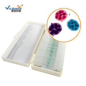 Factory direct wholesale of Chlorella slides, plant-based algae (Green Algae), biological sections for <b>microscope</b> use. - Product Image 2