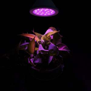 Bombillas <span class=keywords><strong>LED</strong></span> de espectro completo para <span class=keywords><strong>cultivo</strong></span> PAR30 Perfect <span class=keywords><strong>Led</strong></span> Grow Light Para <span class=keywords><strong>Cultivo</strong></span> de Interior para agricultura de interior sostenible - Product Image 1