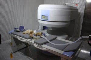 Scanner <span class=keywords><strong>IRM</strong></span> pour animaux EURVET, système d'imagerie par résonance magnétique vétérinaire <span class=keywords><strong>ouvert</strong></span>, <span class=keywords><strong>appareil</strong></span> de diagnostic pour clinique vétérinaire - Product Image 5