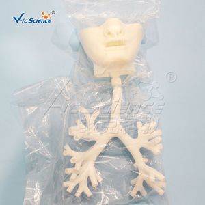 Modèle oral bronchique, atlas de bronchoscopie électronique, modèle d'enseignement et de formation médicale - Product Image 2