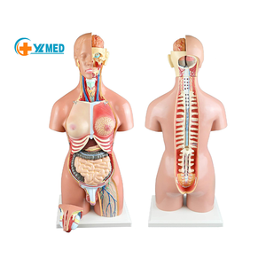 Qualité médicale 55cm 23 parties double sexe humain amphotère torse sciences médicales modèle de tronc hermaphrodite aides pédagogiques - Product Image 1