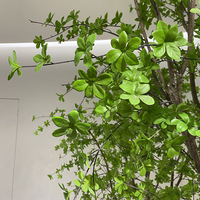Bunga Sutra Camellia Japonica Pittosporum Tobira Maple Jepang Buatan Tahan UV Modern Minimalis Dalam/Luar Ruangan
