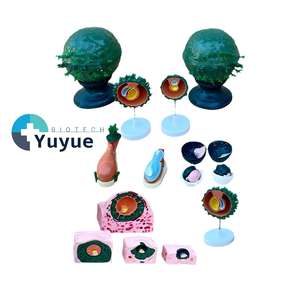 Modèle d'implantation d'embryon humain - Modèle de membrane fœtale pour l'embryologie et l'enseignement médical - Product Image 2